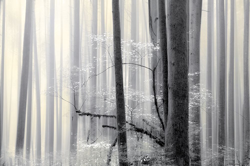 Still Silence Poster Print by Marvin Pelkey - Item # VARPDXPOD60431