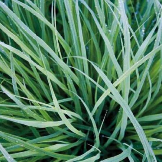 Grass with Morning Dew Poster Print by Jan Bell - Item # VARPDXB2647D