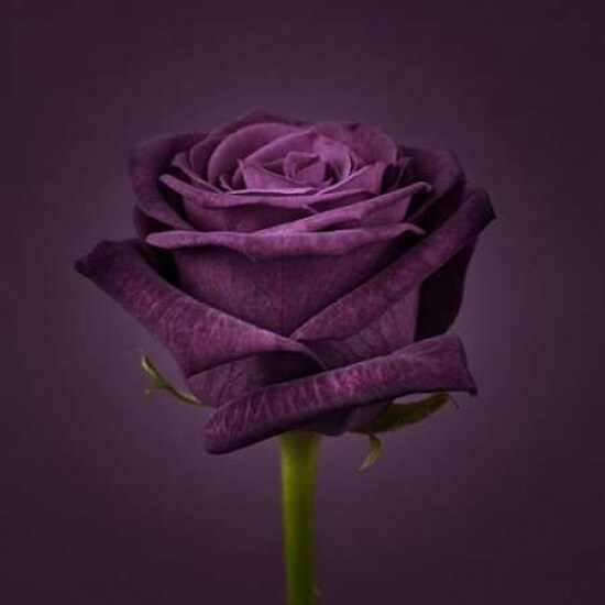 Single rose flower close-up Poster Print by Assaf Frank - Item # VARPDXAF20090226031C03