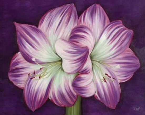 Purple Amaryllis Poster Print by Kaye Lake - Item # VARPDX85249
