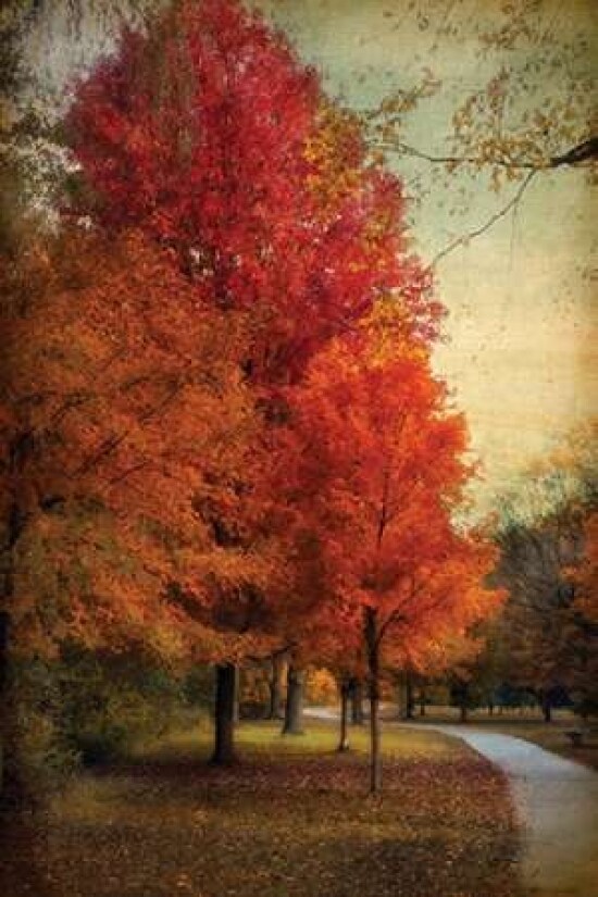 Among the Maples Poster Print by Jessica Jenney