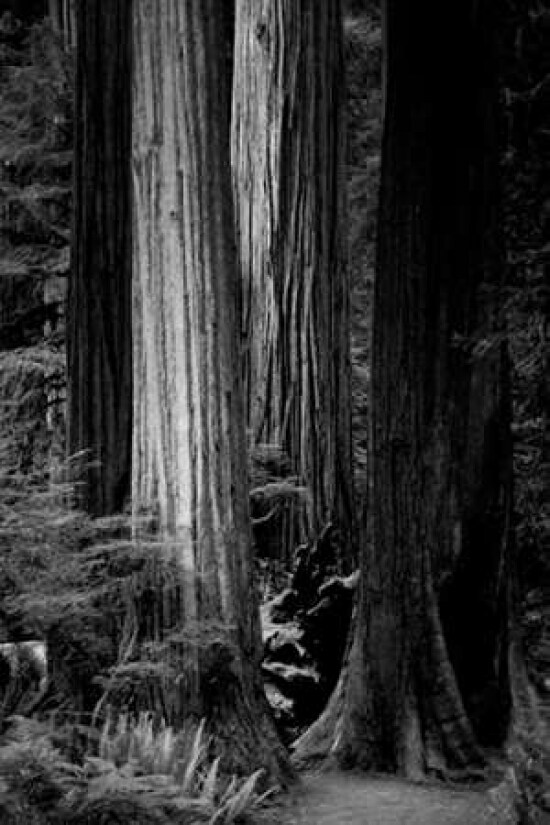 Silence Poster Print by Joseph Rowland - Item # VARPDXRPRC111