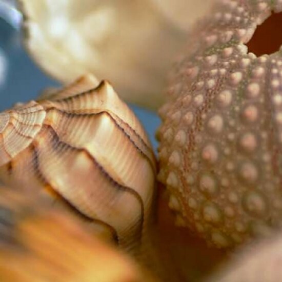 Shells 1 Poster Print by PhotoINC Studio - Item # VARPDXP940D