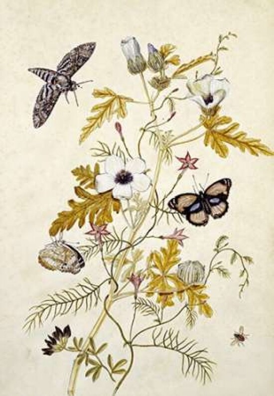 Scabious and a Cupid Flower Poster Print by Thomas Jr. Robins - Item # VARPDX268475