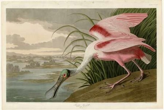Roseate Spoonbill Poster Print by  John James Audubon - Item # VARPDXJJA321