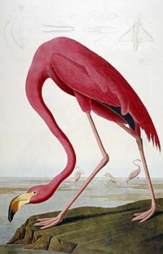 American Flamingo Poster Print by John James Audubon - Item # VARPDX264572