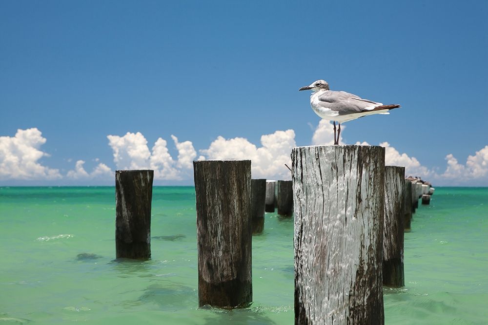 Welcome To Naples, Florida Poster Print by Verne Varona - Item # VARPDXV686D