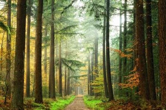 Divide Poster Print by Lars Van de Goor - Item # VARPDXV563D