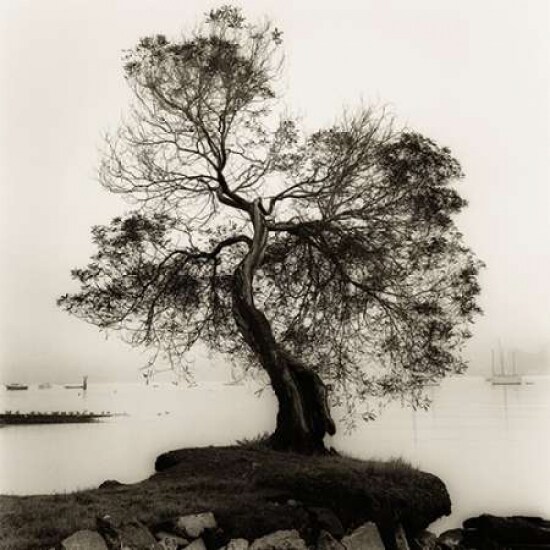 Coast Oak Tree Poster Print by Alan Blaustein - Item # VARPDXB1300D