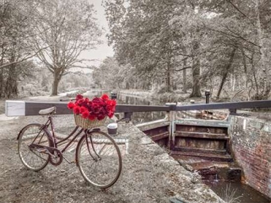 Bicycle with bunch of white roses by the canal Poster Print by  Assaf Frank - Item # VARPDXAF20160512042