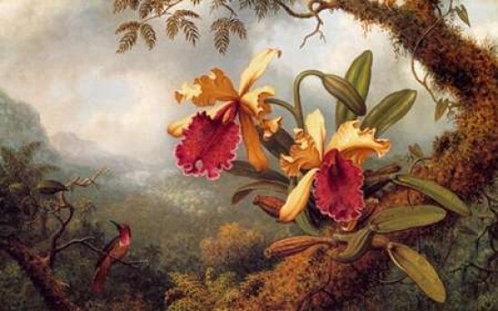 Orchids And Hummingbird Poster Print by Martin Johnson Heade - Item # VARPDX375808