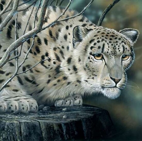 White tiger Poster Print by Jan Weenink - Item # VARPDXJW2005102