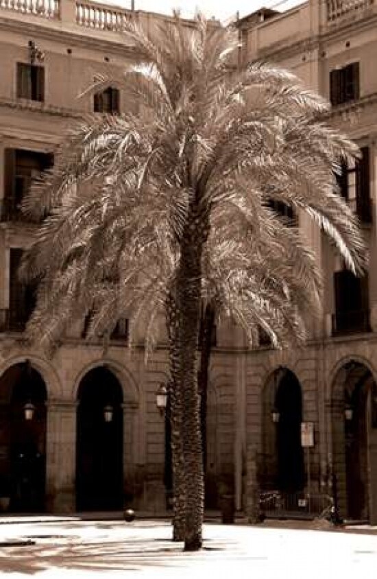 Canary Palm, Barcelona Poster Print by  Cyril Blue - Item # VARPDXSLP06