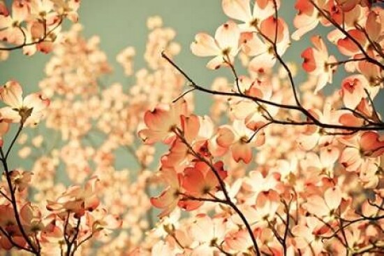 Pink Pic Poster Print by Olivia Joy St. Clair
