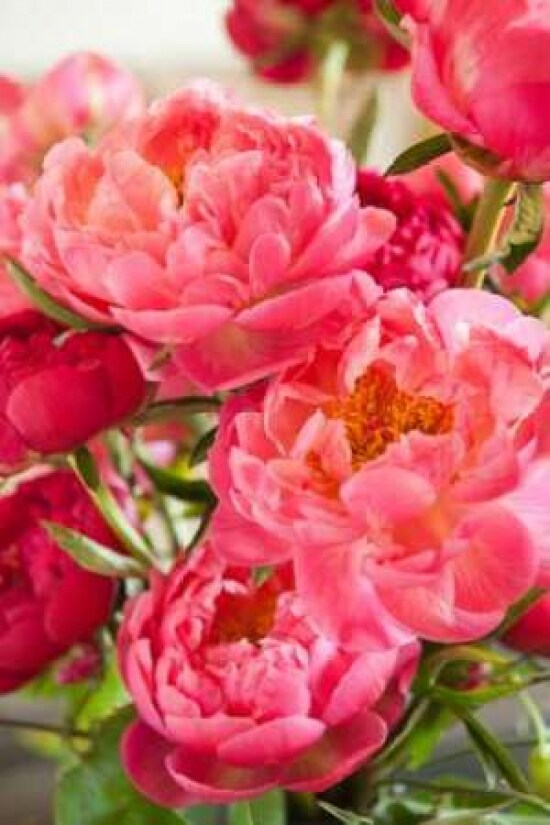 Peonies II Poster Print by Karyn Millet - Item # VARPDXPSMLT239