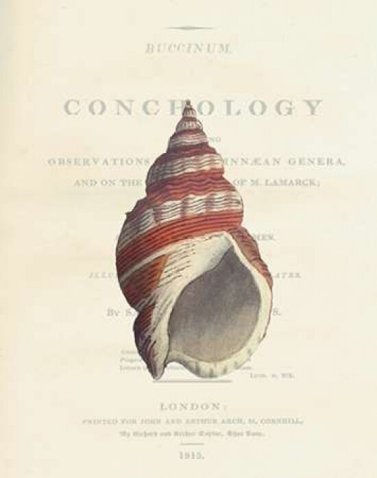 Shell, Buccinum Undatum Poster Print by Samuel Brookes - Item # VARPDXSB10