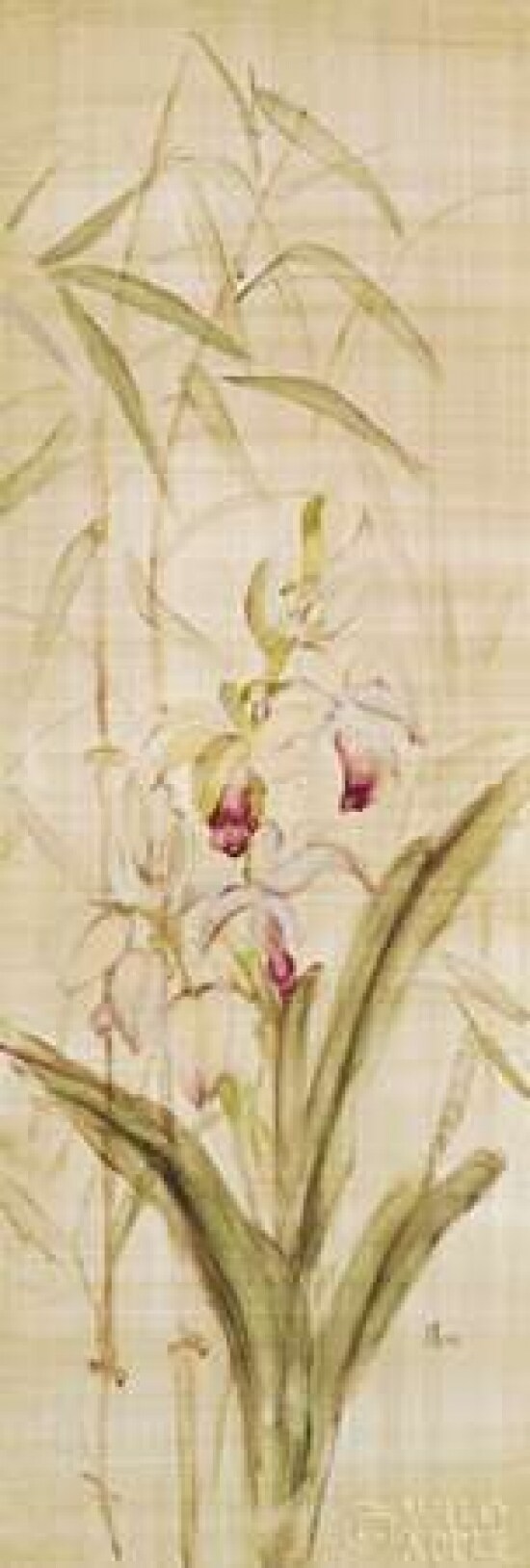 p 5025 80B 7 Orchids II Poster Print by Cheri Blum - Item # VARPDX743817