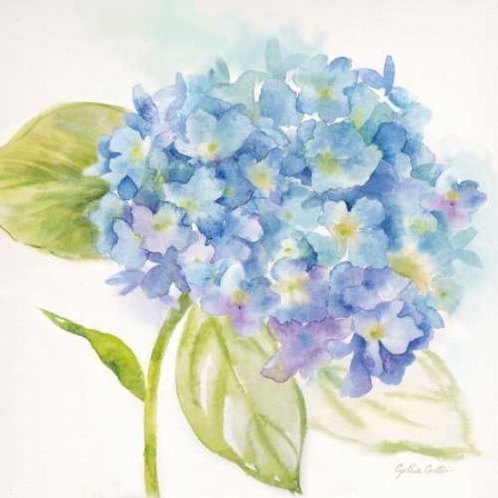 Painted Hydrangeas I Poster Print by Cynthia Coulter - Item # VARPDXRB9310CC
