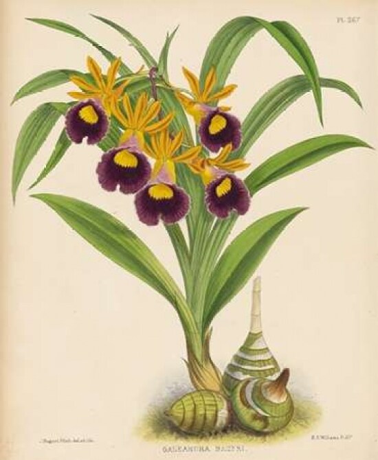 Orchid Poster Print by  Walter Fitch - Item # VARPDXWJF02