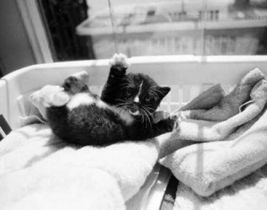 Kitten Laundry Poster Print by Kim Levin - Item # VARPDXL704D