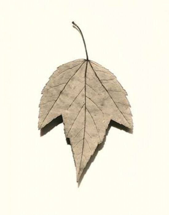 Red Maple Poster Print by Alan Blaustein - Item # VARPDXB1263D