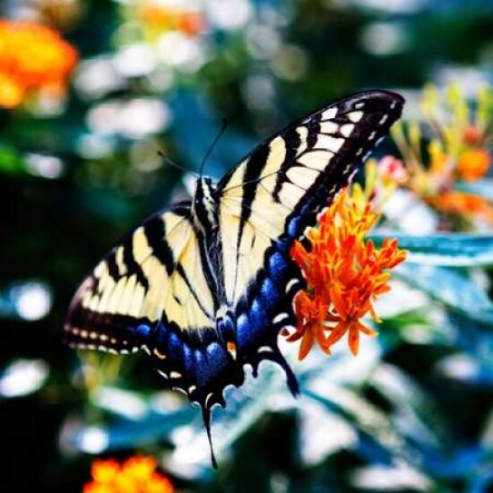 Resting Butterfly II Poster Print by Alan Hausenflock - Item # VARPDXPSHSF2153