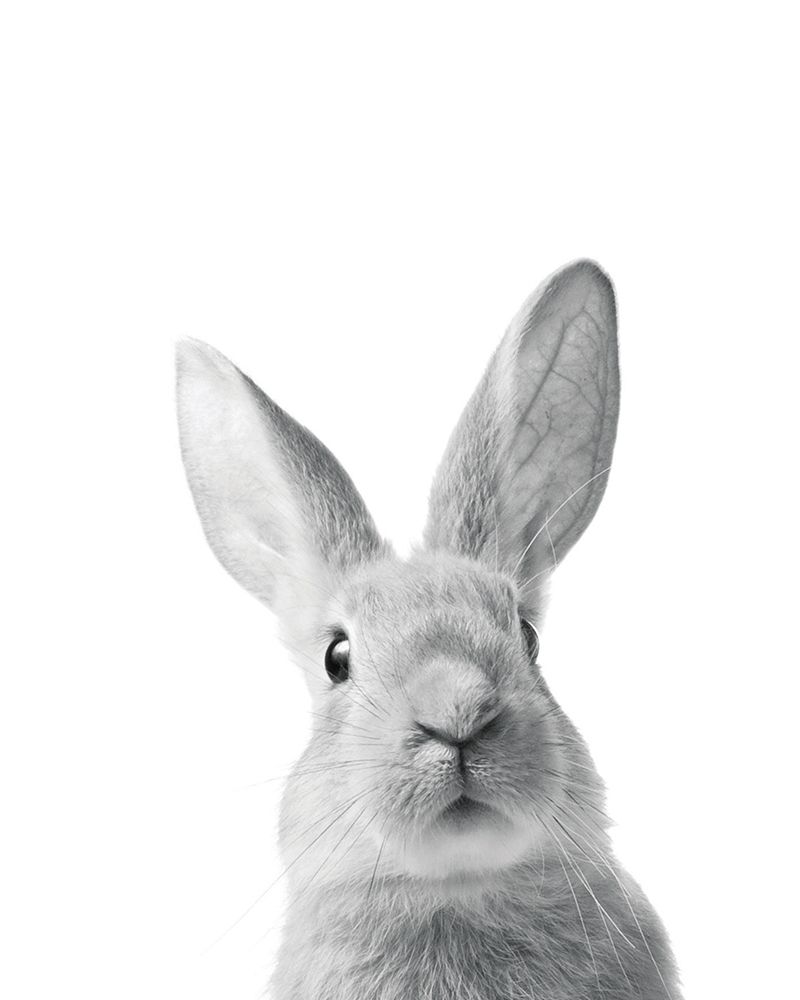 Lapin Rigolo Poster Print by Braun Studio Braun Studio # H3260
