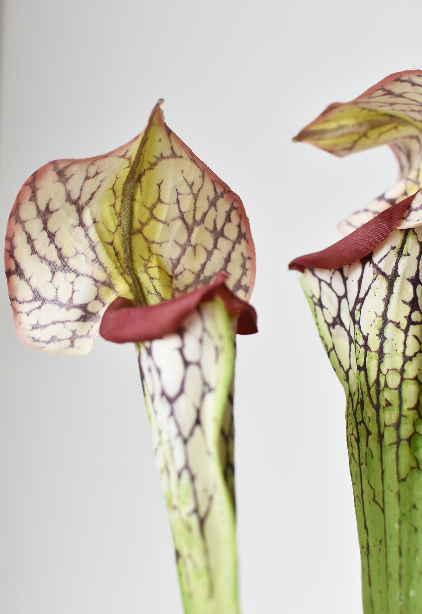 28&#x22; Faux Green/Burgundy Pitcher Plant Stem