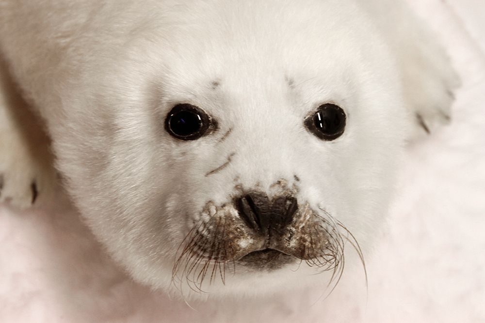 Arctic Seal Pup Poster Print by Kathy Mansfield - Item # VARPDX13403