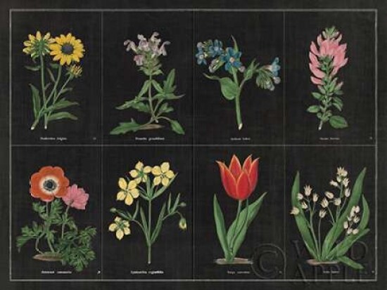 Botanical on Black Chart I Poster Print by Wild Apple Portfolio - Item # VARPDX24474