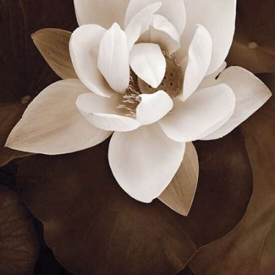 Amazon Lotus Poster Print by Rebecca Swanson - Item # VARPDXS784D