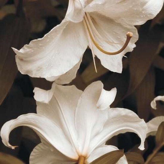 White Lilies Poster Print by Rebecca Swanson - Item # VARPDXS751D