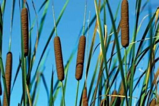 Cattails II Poster Print by C. Thomas McNemar - Item # VARPDXPSMNR269