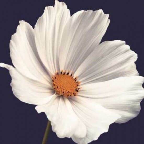Cosmos I Poster Print by Assaf Frank - Item # VARPDX18114