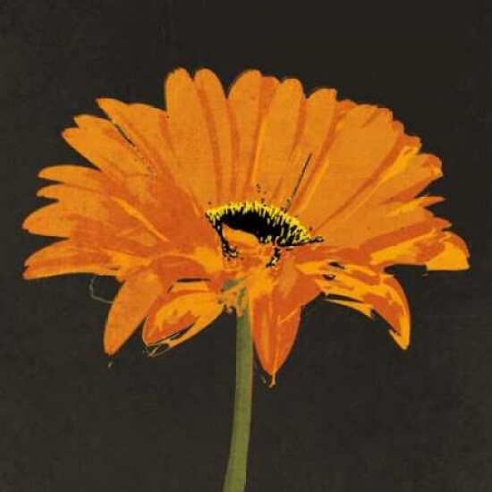 Midnight Gerbera II Poster Print by Robert Lacie - Item # VARPDXLRP115