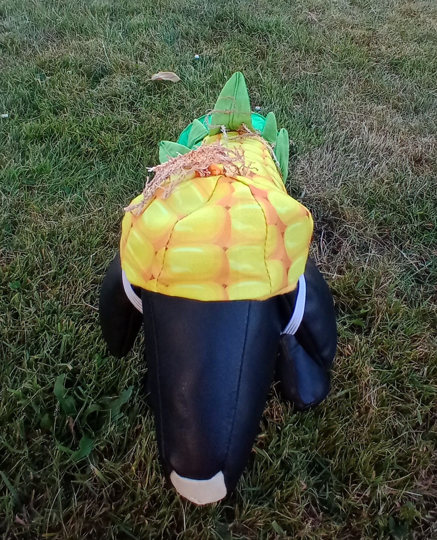 Corn on the cob dog costume, Corn dog costume, Halloween dog