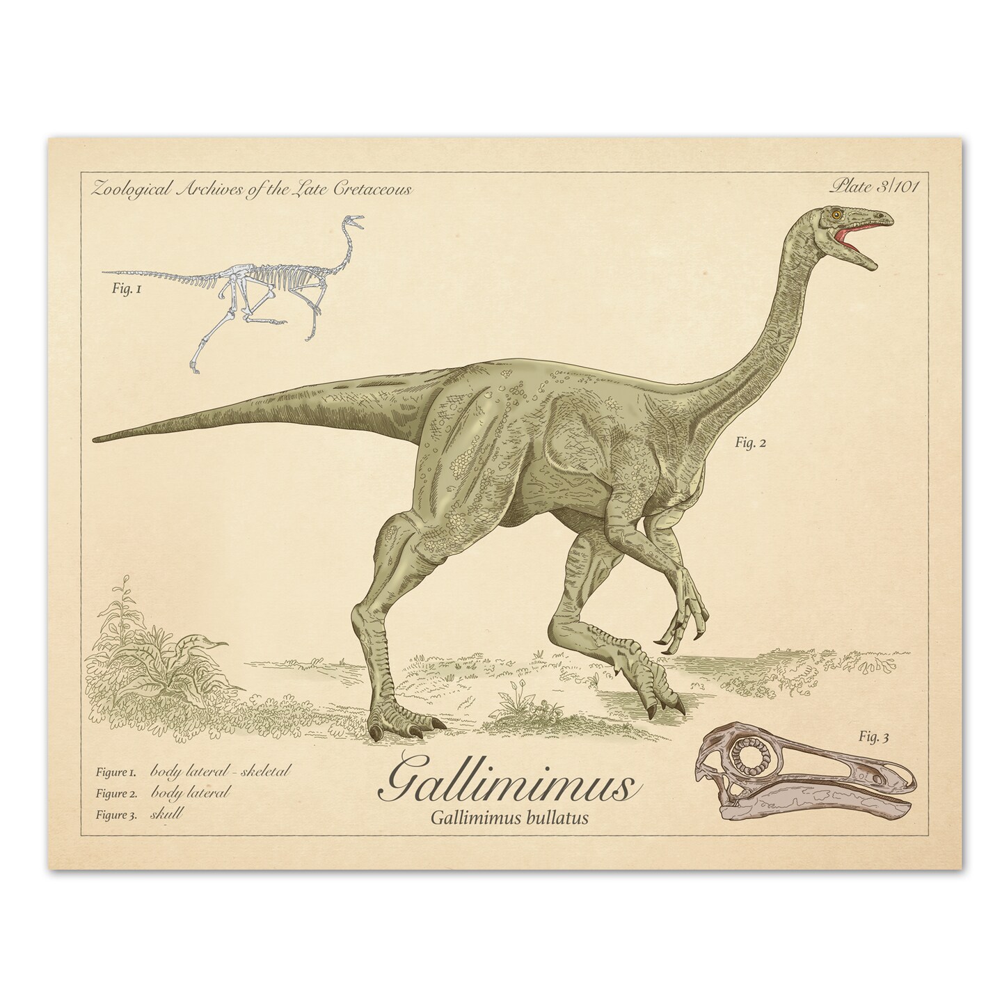 Gallimimus Dinosaurs of the Cretaceous Period Scientific Style