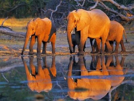African elephants, Okavango, Botswana Poster Print by Frank Krahmer - Item # VARPDX3FK3119