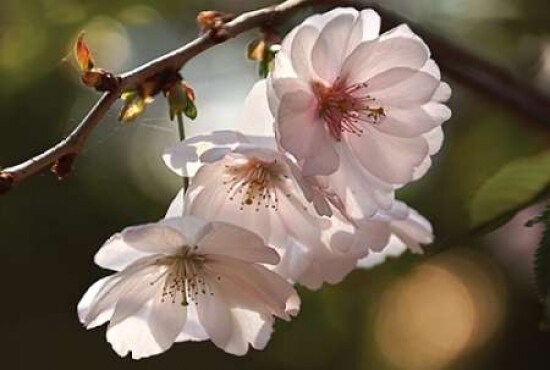 Cherry Blossom Illumination Poster Print by Leda Robertson