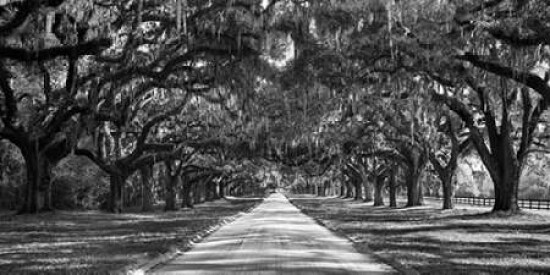 Tree lined plantation entrance, South Carolina Poster Print by Anonymous - Item # VARPDX2AP3351