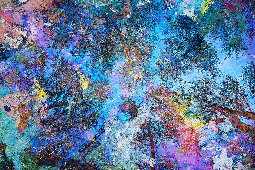Dreaming up to the Trees Poster Print by Michael Broom - Item # VARPDXB3614D
