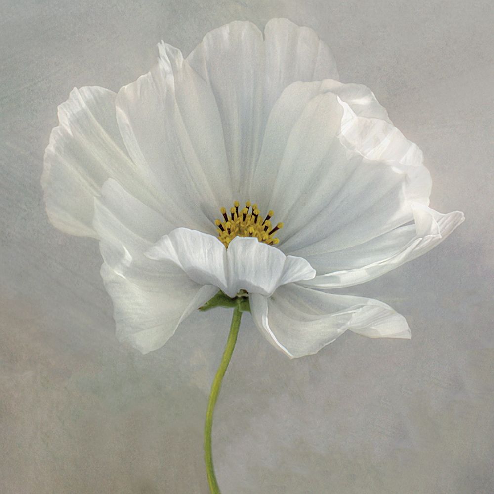 Daisy Detail Poster Print by Mandy Disher - Item # VARPDX19779