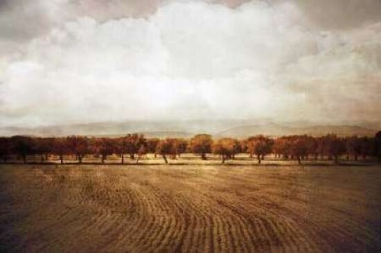 The Olive Grove Poster Print by Heather Jacks - Item # VARPDXJHP109