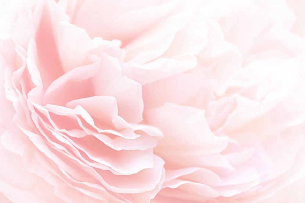 Rose 2 Poster Print by PhotoINC Studio - Item # VARPDXIN99069