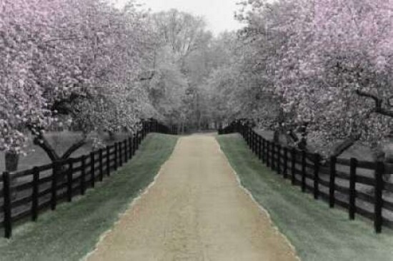 Apple Blossom Lane Poster Print by Monte Nagler - Item # VARPDXNMP314