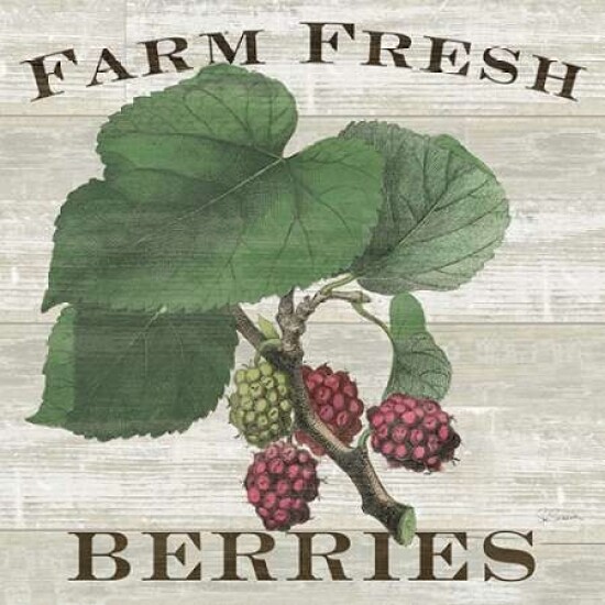 Farm Fresh Raspberries Poster Print by Sue Schlabach - Item # VARPDX22660
