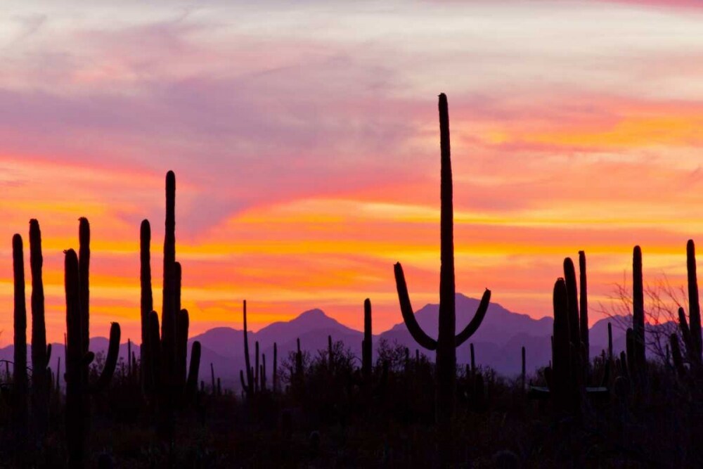 AZ, Sonoran Desert Saguaro cactus at sunset by Cathy - Gordon Illg - Item # VARPDXUS03BJY0008