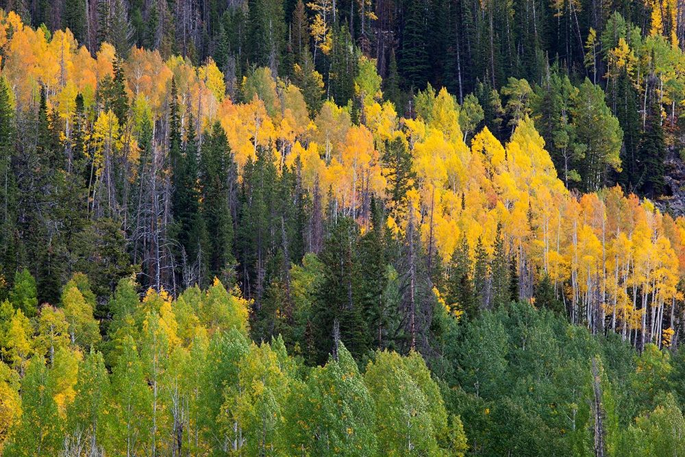 Utah; Wasatch-Cache National Forest, aspen trees along Mirror Lake Scenic Byway by Jamie and Judy Wild - Item # VARPDXUS45JWI0503