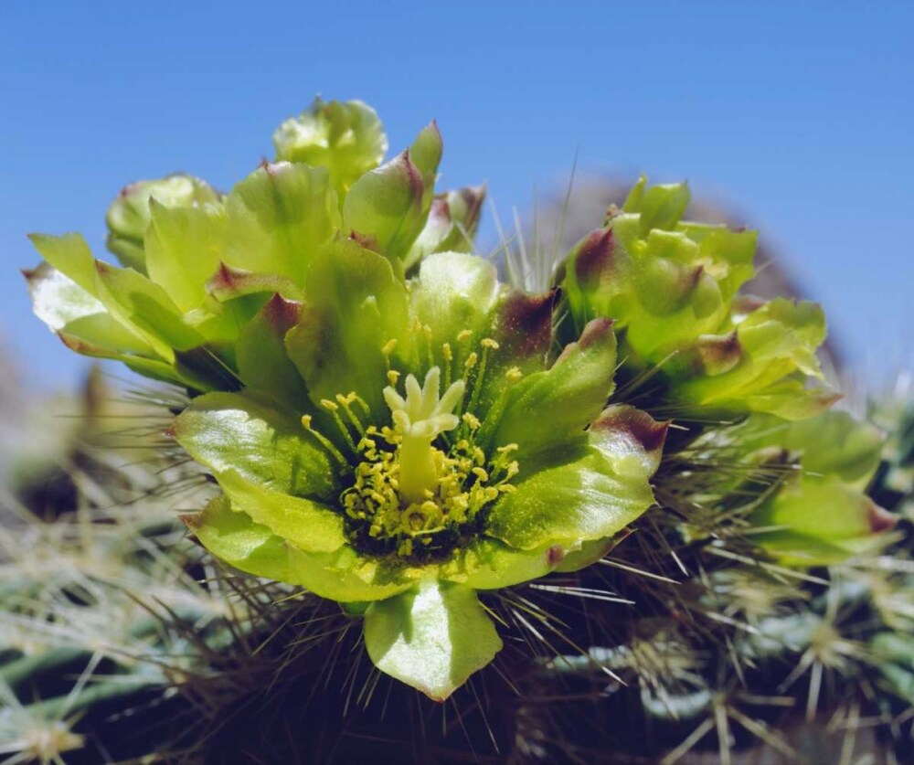 CA, Cholla Cactus flowers in Valley of the Moon by Christopher Talbot Frank - Item # VARPDXUS05BJA0810