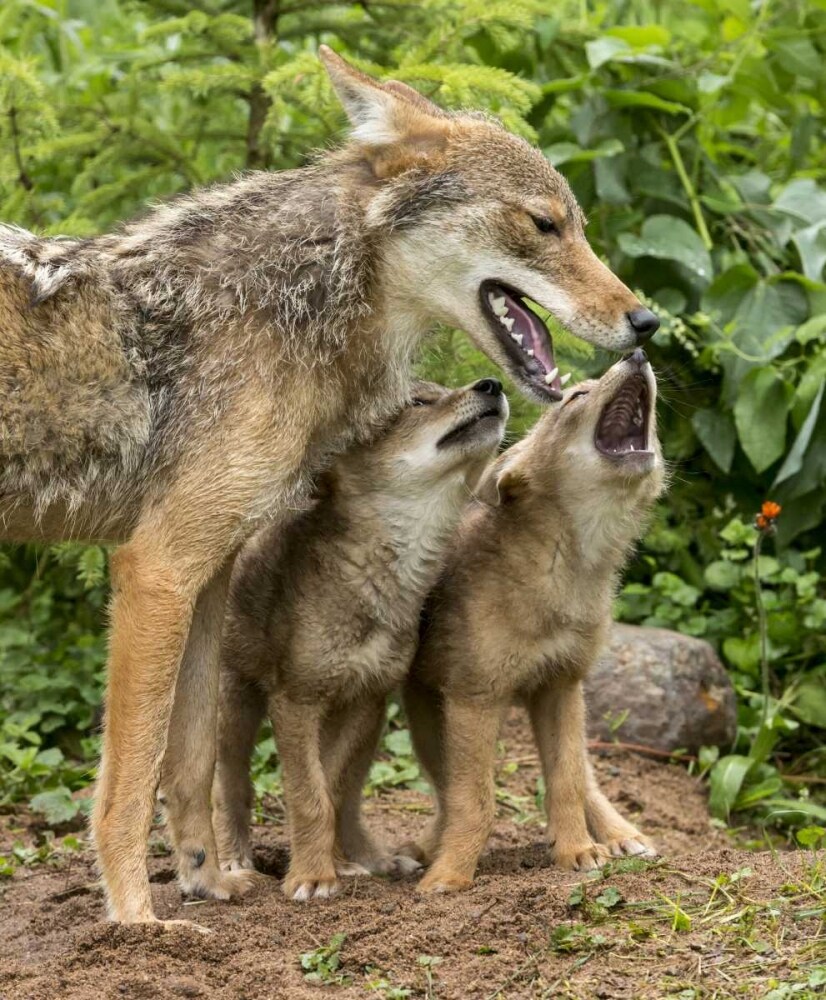 Minnesota Coyote mother and pups begin howling by Wendy Kaveney - Item ...